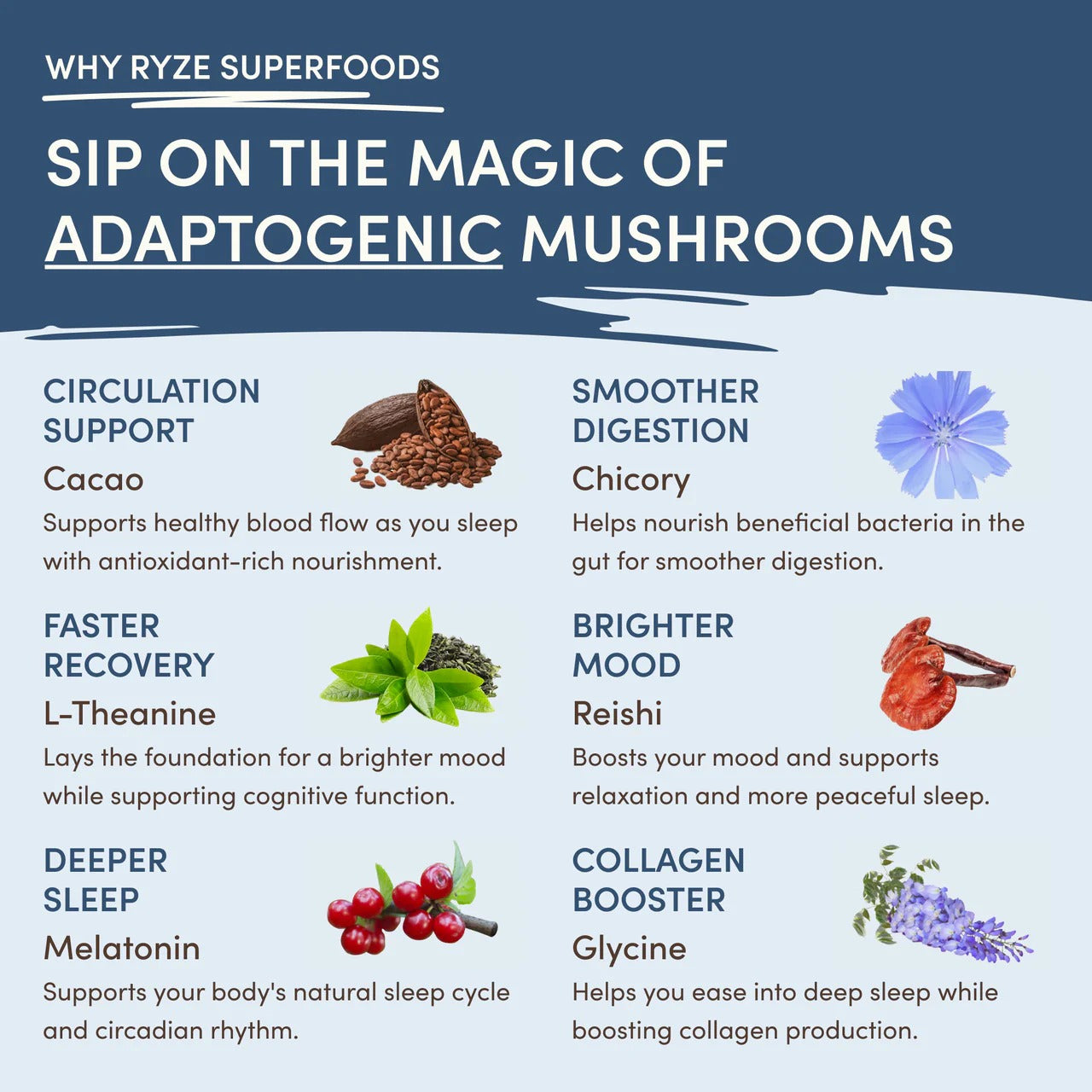 RYZE SUPERFOODS Mushroom Hot Cocoa Melatonin Sleep Supplement, Keto Cocoa Powder with Reishi Mushroom, Melatonin, Glycine, Cacao, L-Theanine, Chicory to Help Fall Asleep and Stay Asleep, 20 Servings